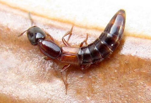 Réf. 212 412 : Xantholinus tricolor